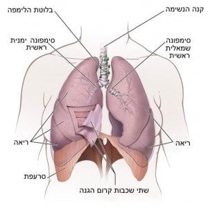 מידע על סרטן הריאות - אונקוטסט